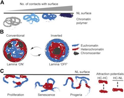 Biology and Model Predictions of the Dynamics and Heterogeneity of Chromatin-Nuclear Lamina Interactions